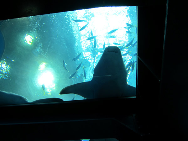 美ら海水族館（後）
