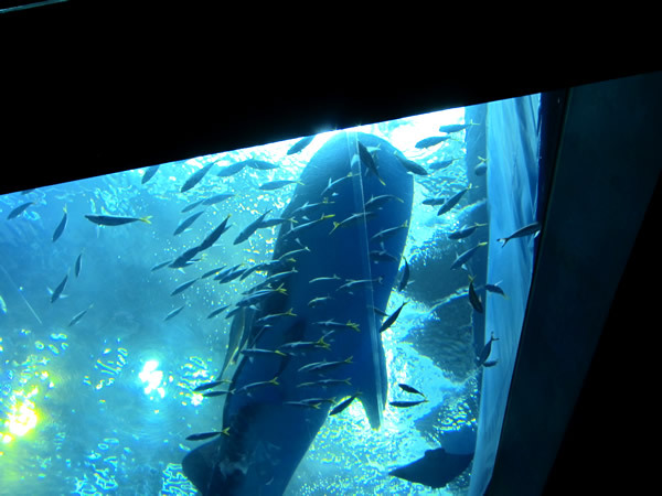美ら海水族館（後）