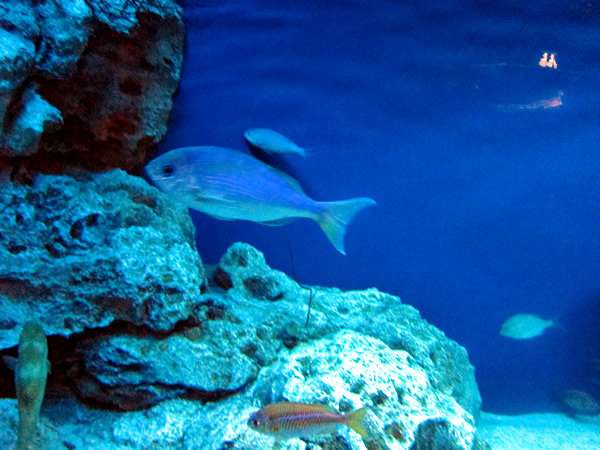 美ら海水族館（後）