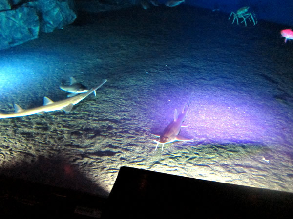 美ら海水族館（後）