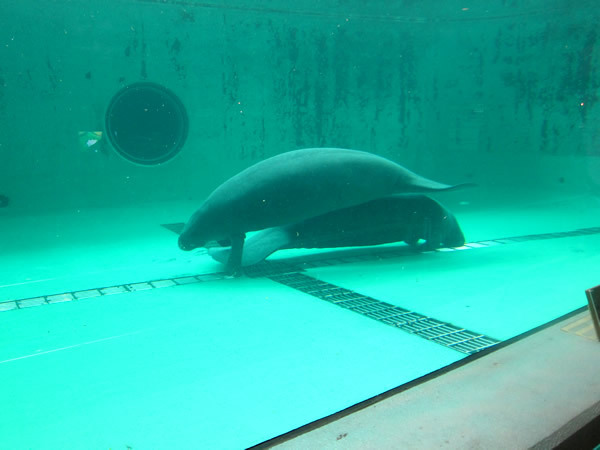美ら海水族館（後）