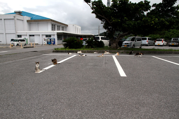猫まみれの知念岬
