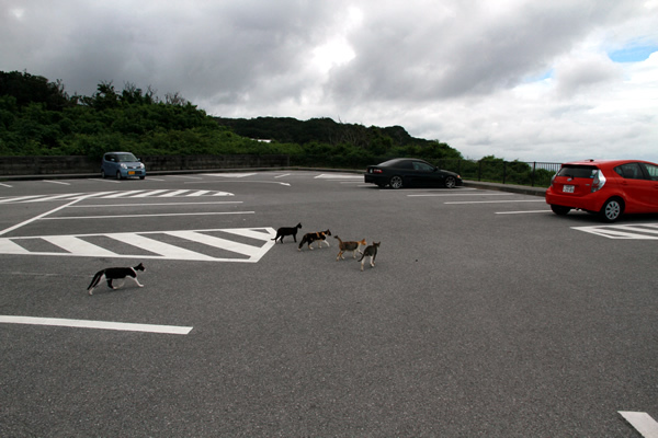 猫まみれの知念岬