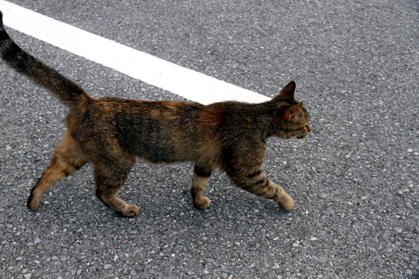 猫まみれの知念岬