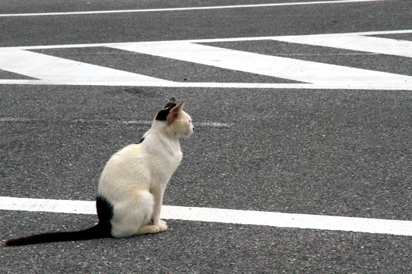 猫まみれの知念岬