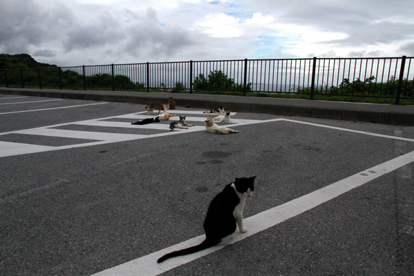 猫まみれの知念岬