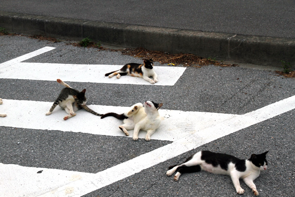 猫まみれの知念岬