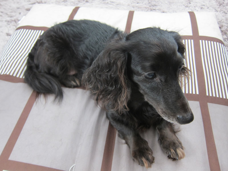 又吉先生犬、今日も行く