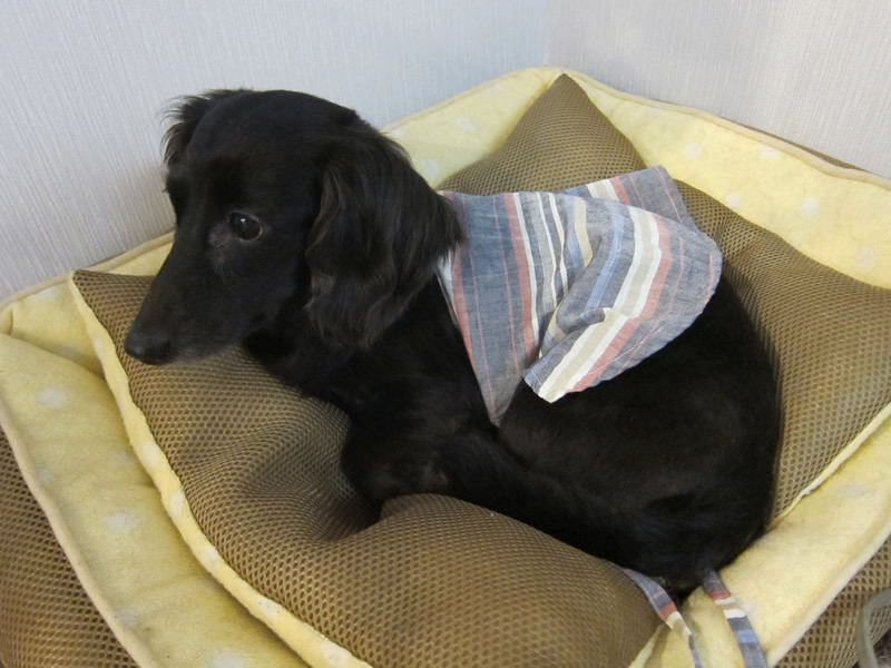 又吉先生犬、今日も行く