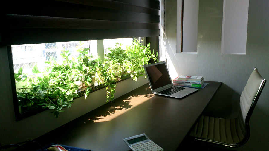 紫外線カットの高性能窓で、観葉植物が枯れる！？