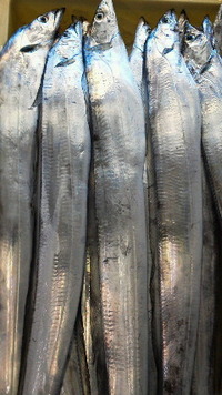 釣り太刀魚 2012/09/13 13:14:03