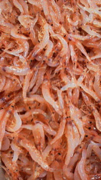 桜海老 2012/12/15 13:42:03