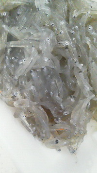 生しらす 2013/04/12 14:08:06