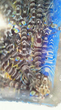 車海老 2013/11/09 13:31:55