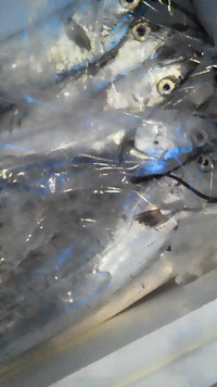 太刀魚 2015/01/06 12:48:44