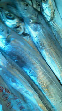 釣り太刀魚 2016/10/18 12:09:49