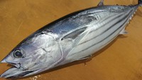近海カツオ 2017/08/11 13:29:29