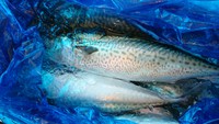 釣り太刀魚、ごまさば 2017/09/25 15:32:41