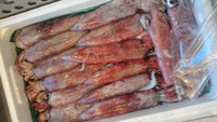 金目鯛、赤いか 2017/11/14 11:56:08
