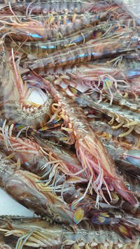 太刀魚、車えび 2017/11/25 11:41:20