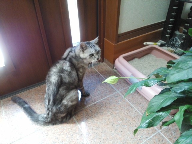 朔ちゃと猫っち