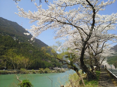 有名栃もちと秋葉ダムの桜