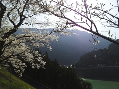 有名栃もちと秋葉ダムの桜