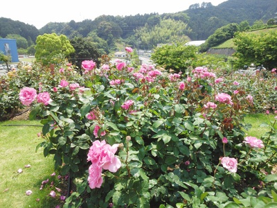 ばらの丘パート2と薔薇ショップ