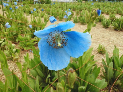ぞれぞれの花が咲いた