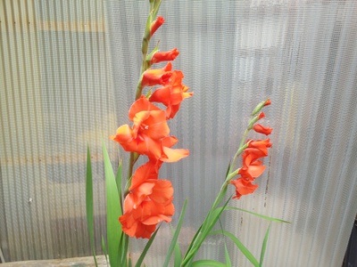 ぞれぞれの花が咲いた