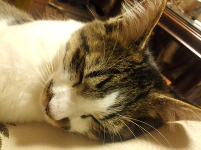 噂の海鮮亭さん・猫っち日記