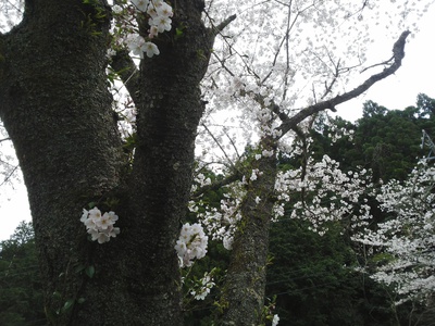 森町＊小国神社のサクラ*桜