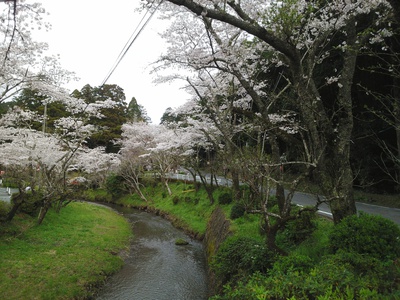 森町＊小国神社のサクラ*桜