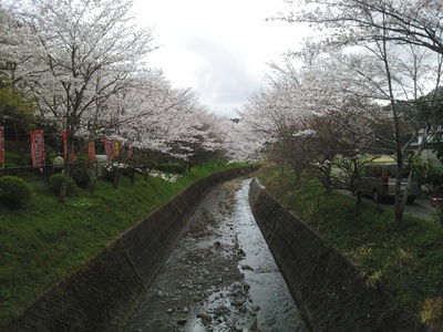 森町＊小国神社のサクラ*桜