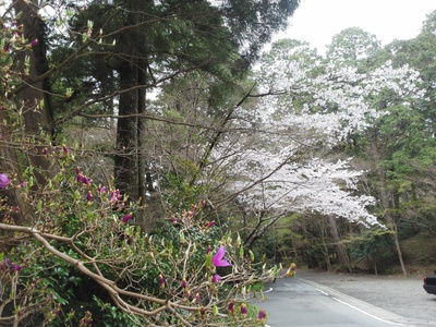 森町＊小国神社のサクラ*桜