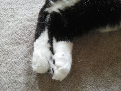 ３猫は*もうすぐ１歳です