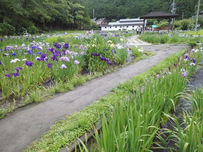 小國神社の花しょうぶ園へ♪