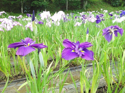 小國神社の花しょうぶ園へ♪