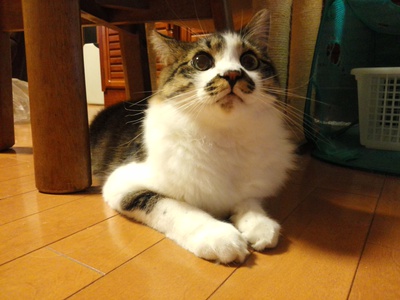 今日は猫っだらけ