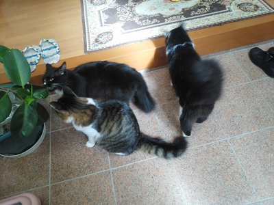 重くて大っきい猫ズが追加