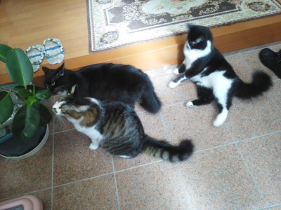 重くて大っきい猫ズが追加
