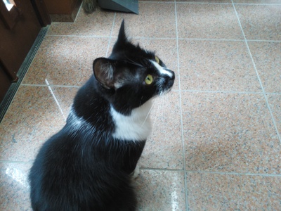 重くて大っきい猫ズが追加