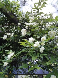 庭先に白い花ひらく