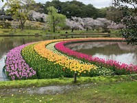 お花見 2025/04/03 18:04:25