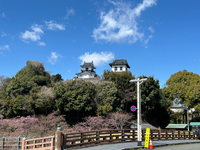本日の掛川城と掛川桜さん