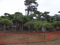滋賀県大津市唐崎神社。