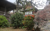 霧島つつじ 2025/04/10 13:58:41