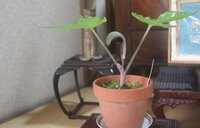 ムサシアブミ 2025/04/06 13:39:00