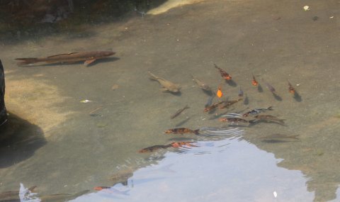 気持ちよさそう