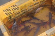 気持ちよさそう